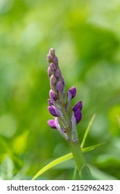 Close up of an early purple orchid (orchis mascula) flower emerging into bloom