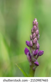 Close up of an early purple orchid (orchis mascula) flower emerging into bloom