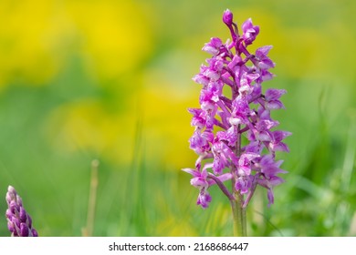 Close up of an early purple orchid (orchis mascula) flower covered in dew droplets
