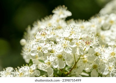 close up of early summer white Hawthorn flowers (Crataegus monogyna) - Powered by Shutterstock