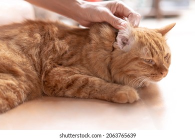 Close Up Ears Ginger Cat For Cleaning The Good Health And Hand Women Hold Cat Ear And A Cat Sleeping On The Floor