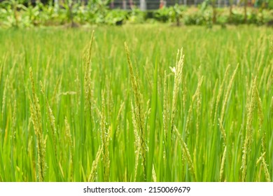 Close Up Ears Rice In Rice Field, Rice Or Paddy It's Economic Plants For Export Of Asia Country