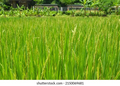 Close Up Ears Rice In Rice Field, Rice Or Paddy It's Economic Plants For Export Of Asia Country