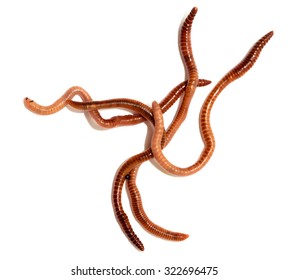 Close up of earthworm