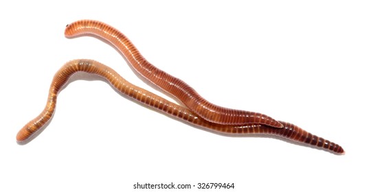 Close up of earthworm