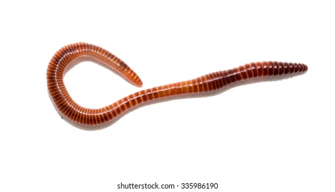 Close Earthworm Stock Photo 335986190 