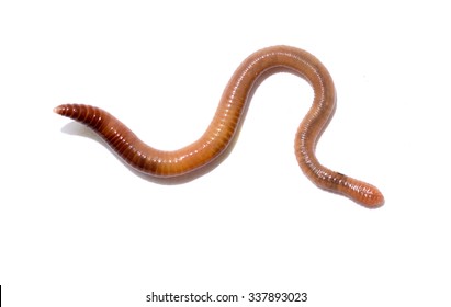 Close Up Of Earthworm