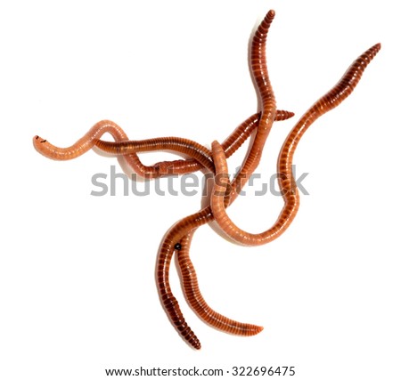 Close up of earthworm