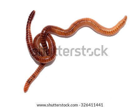 Close up of earthworm