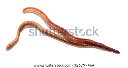 Close up of earthworm