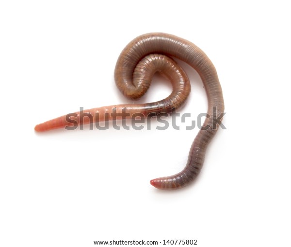 Close Earthworm Stock Photo (Edit Now) 140775802