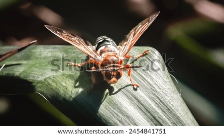 Close up of an Eastern Cicada Killer Wasp (Sphecius specious) perched on a green yucca leaf, frontal view. Long Island, New York, USA