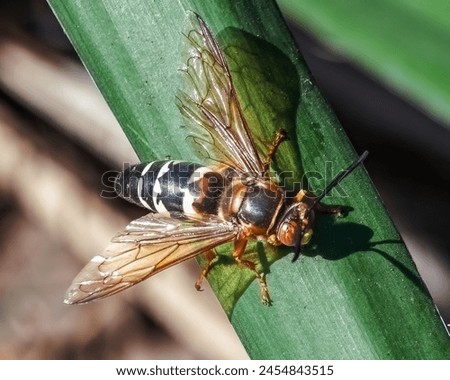 Close up of an Eastern Cicada Killer Wasp (Sphecius specious) perched on a green yucca leaf, overhead side view. Long Island, New York, USA