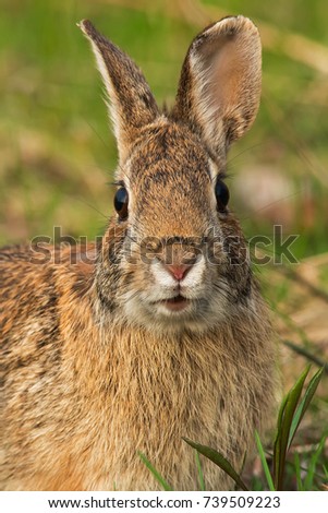 Close up of an Eastern Cottontail looking directly at the camera. Tommy Thompson Park, Toronto, Ontario, Canada.