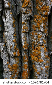 A Close Up Of Eastern Cottonwood Tree Bark