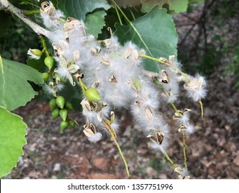 Close up of an eastern cottonwood tree flowers