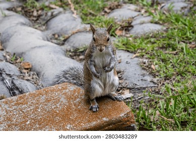Close up of an Eastern Grey Squirrel standing on back legs facing camera at Lake Rianhard, Celebration, Florida, USA