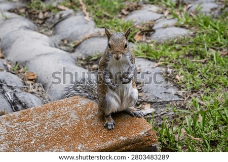 Close up of an Eastern Grey Squirrel standing on back legs facing camera at Lake Rianhard, Celebration, Florida, USA