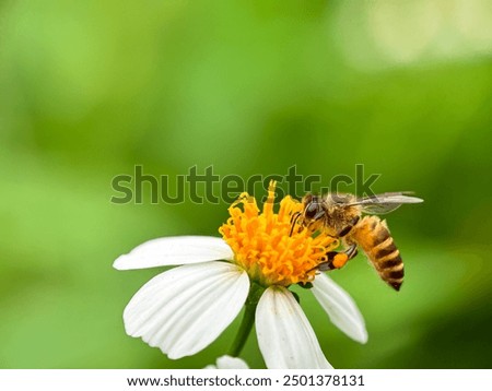 Close up Eastern honey bee (Apis cerana), bee sucking flower nectar, bee being sucking flower nectar bidens pilosa