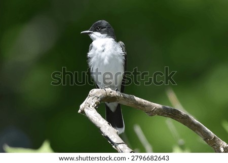 A close up of an Eastern Kingbird