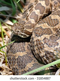 62 Massasauga rattlesnake Images, Stock Photos & Vectors | Shutterstock