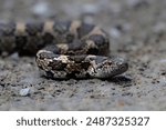 Close up of an Eastern Milk snake as it slithers across a gravel country road