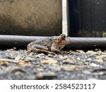 Close Up of an Eastern Spadefoot Toad