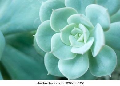 Close up of Echeveria Lindsayana Blue in pastel tone, the plant in type of cactus with beautiful flower shape.