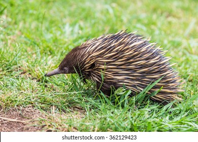 Close Up Of An Echidna (Tachyglossidae), Seen In NSW Australia