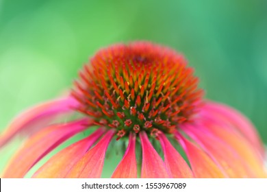 Close up of Echinacea Cheyenne Spirit, a beautiful coneflower fuchsia and orange petals, huge seed head and very fragrant on a beautiful blurred green background
 - Powered by Shutterstock