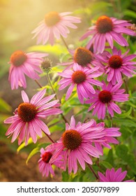 Close Up Of Echinacea Flower