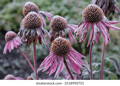 Close up of Echinacea flowers (coneflower) covered with hoarfrost. Frost in Autumn season in the garden. - Powered by Shutterstock