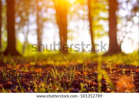 Close up ecology nature landscape. Flowering green forest on spring sunset light. Macro shot of  ground in the city park. Blurred forest background with copy space. Ecology and nature concept.