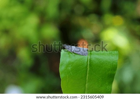 Close up of Ectomyelois ceratoniae on a pomegranate leaf.