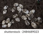 Close up of eggs and egg shells of a female woman girl Saltwater crocodile nest (Crocodylus porosus) from Nilwala River Sri Lanka	