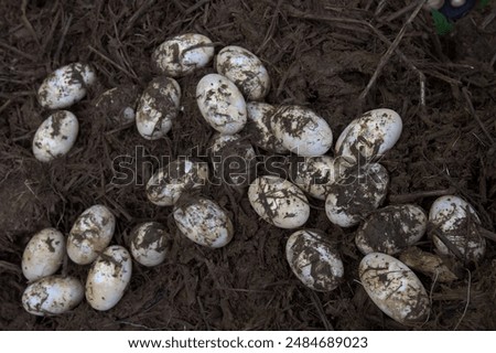 Close up of eggs and egg shells of a female woman girl Saltwater crocodile nest (Crocodylus porosus) from Nilwala River Sri Lanka	