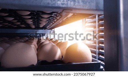 Close up the Eggs on the tray of trolley. Hatching Eggs on the incubator machine. With shiny light.