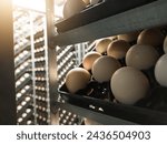 Close up the eggs on the trolley  on the  incubation process.Hatching Eggs Background. the chikcen eggs on the Incubation hatchering machine process. Hatchery industry.
