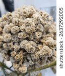 close up of eidevia or Edelweiss flower (Anaphalis javanica) or immortal flower