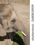 Close up of an elephant