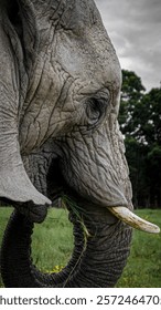 close up of an elephant