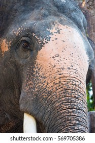 Close up elephant