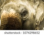 close up of elephant with dramatic tone