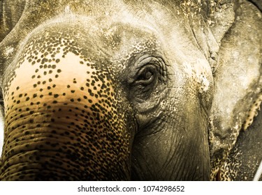 close up of elephant with dramatic tone