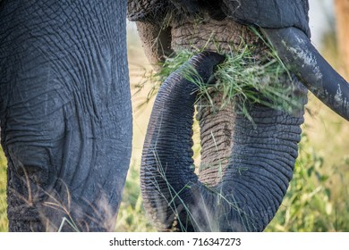 Close Up Of An Elephant Eating Grass In The Chobe National Park, Botswana.