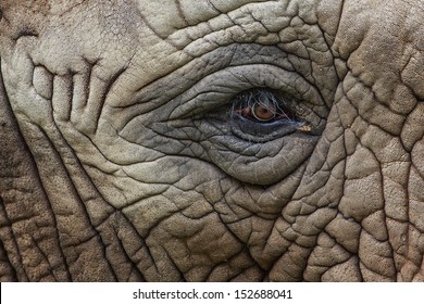 Close Up Elephant Eye