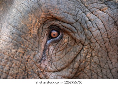 close up elephant eye image