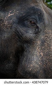 Close up elephant face 