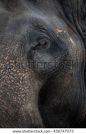 proboscidean Elephant Old