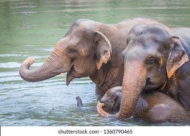 close up of elephant family enjoying a bath in the river,herd of elephants playing in the river,elephants enjoying a sunny day in the river,asian elephant - Powered by Shutterstock